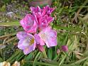 Freesia pink 